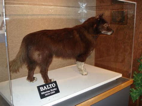 Balto the Sled Dog | Atlas Obscura