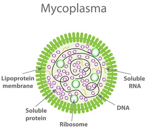 Why Test for Mycoplasma in My Cell Culture? | GoldBio