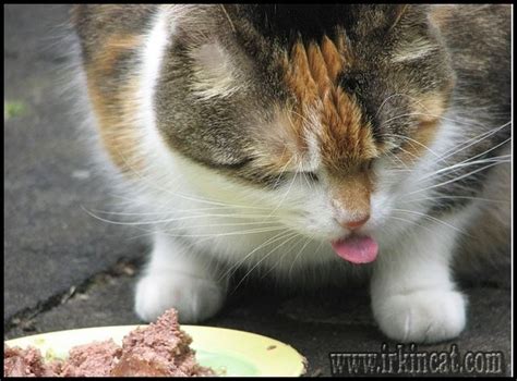 Best Wet Food For Kittens | irkincat.com