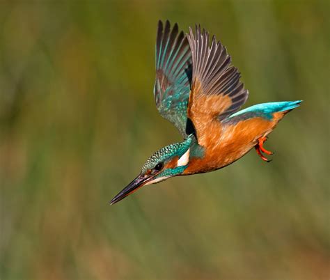 Kingfishers | The Wildlife Trusts