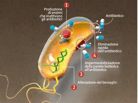 Perché i batteri diventano resistenti agli antibiotici - Corriere.it