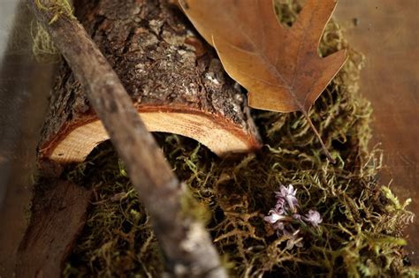 How to Make a Snail Habitat – Woodlark Blog – Woodlark