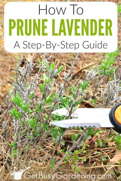 Pruning Lavender: A Step-By-Step Guide - Get Busy Gardening