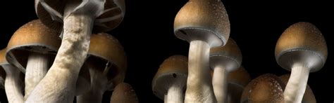 Psilocybe Cubensis (Magic Mushroom) Grow Kits USA