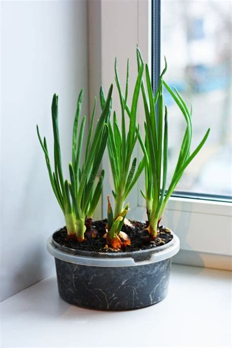 Onion Planted in a Plastic Container Stock Image - Image of plants, cart: 110003255