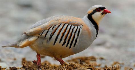 animals of ladakh