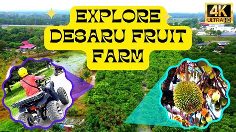 Riding ATV While Exploring Aerial View of Desaru Tropical Exotic Fruits ...