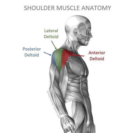 11 Best Resistance Band Shoulder Exercises To Build Defined Delts