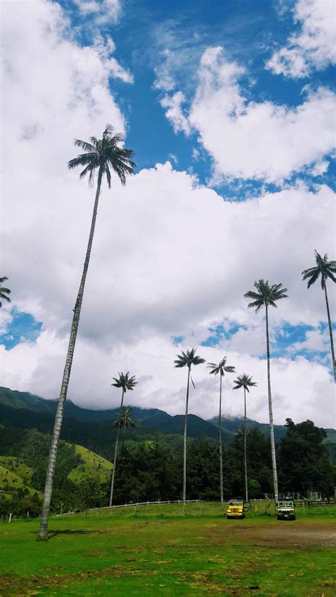 Colombia's wax palm tree. The tallest palm trees in the world! Up to 200ft of gigantic beauty ...