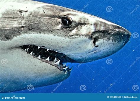 Great White Shark Eye Close Up