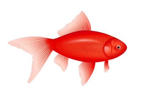 Free Redfish Cliparts, Download Free Redfish Cliparts png images, Free ...