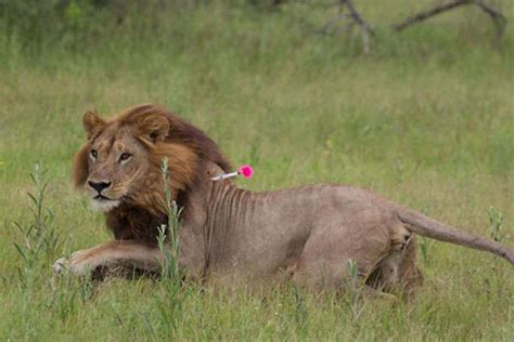 These lionesses have grown a mane and are acting like males