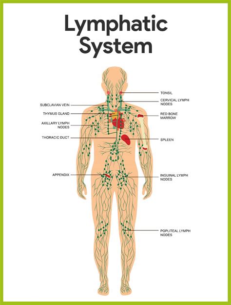 Lymphatic System Anatomy and Physiology - Nurseslabs