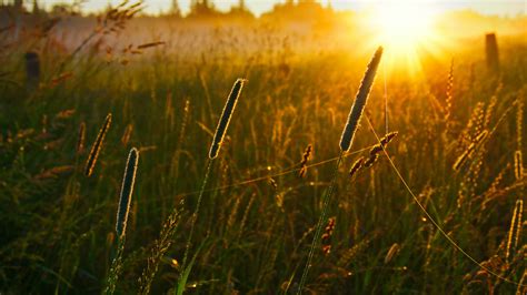 Green Grass Field during Sunset · Free Stock Photo