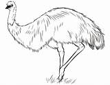 Australian Emu coloring Page  Free Printable Coloring Pages sketch template