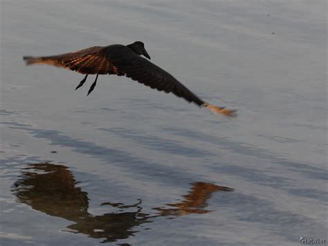 hammerkop : Story of Africa