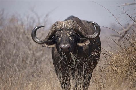 Cape Buffalo Hunting & Hunts