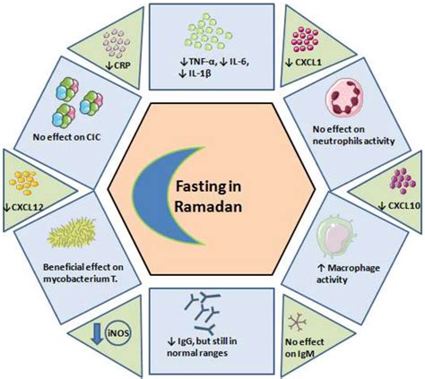 Frontiers | Ramadan Fasting Exerts Immunomodulatory Effects: Insights from a Systematic Review