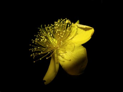 Yellow Flower on Black Background! | Yellow Flower on Black … | Flickr