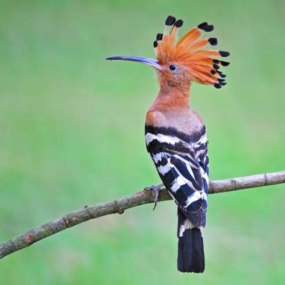 Land of Israel: National Symbols of Israel – National Bird