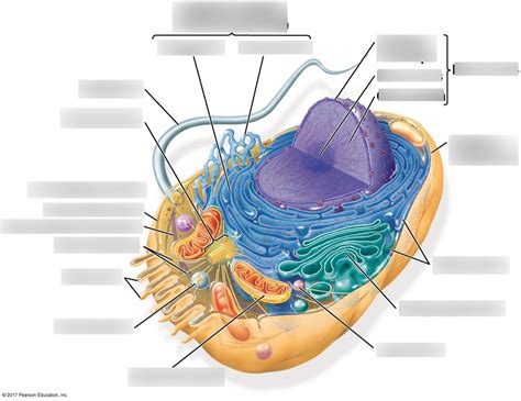 Animal Cell Flagella