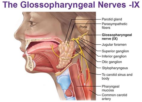 What Is The Function Of Nerve Ganglion - Margaret Greene Kapsels