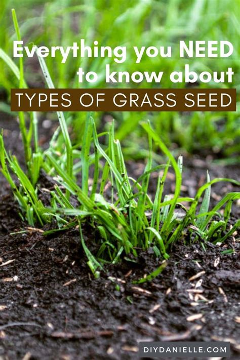 Types of Grass Seed for Your Lawn and Pasture | Grass seed types, Grass ...