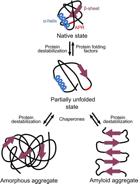 How To Prevent Protein Aggregation - Documentride5