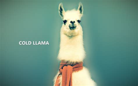 Download Funny Humor Animal Llama HD Wallpaper