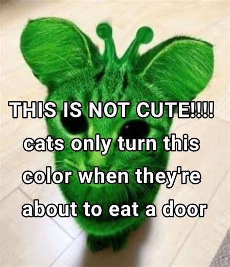 Pin on i giggled | Silly cats, Funny looking cats, Silly cats pictures