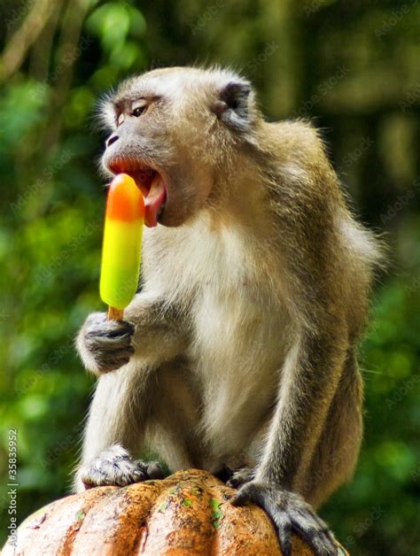 monkey eating ice cream Stock Photo | Adobe Stock