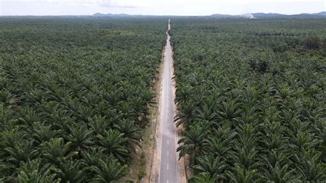 Two years on, ban on new palm oil plantations brings little change ...