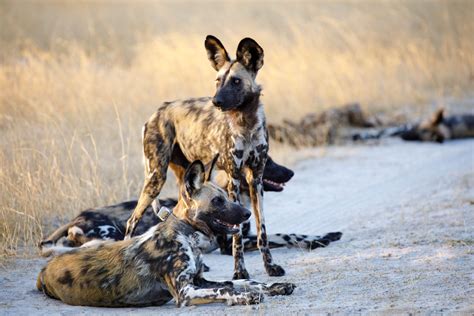 The African Wild Dog: An Ambassador for the World’s Largest Terrestrial Conservation Area ...