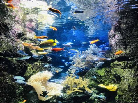 Aquarium de Paris: Underwater world next to the Eiffel tower