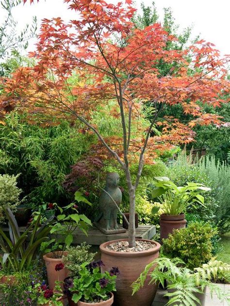 Pin by Gardenwise of Central New York on Garden | Patio trees, Shade trees, Potted trees