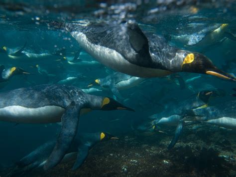 King Penguins Swimming