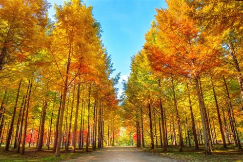 Autumn Trees in Nami Island. Stock Image - Image of idyllic, country: 93340269