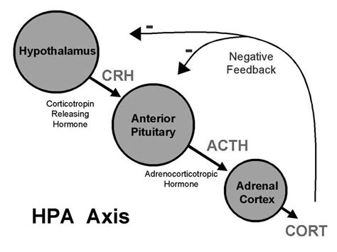 Hypothalamus And Pituitary Gland Axis