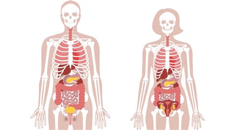 What are the different organ systems of human body.