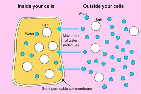 ingegneria Arresto cospirazione osmosis in human body Centro Bagno male