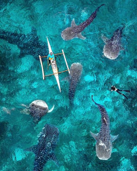 @karanikolov - Swimming with whale sharks in Oslob Cebu island - WOW! #vsco #vscobulgaria # ...