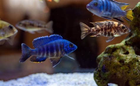 African Cichlids: 37+ Colorful Types, the Beauty of Diversity