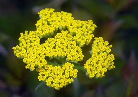 Yarrow: How to Plant, Grow, and Care for Yarrow Plants | The Old Farmer's Almanac