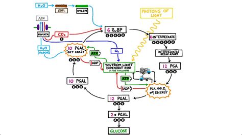 The Calvin Cycle, Light Independent Reactions in Photosynthesis - YouTube