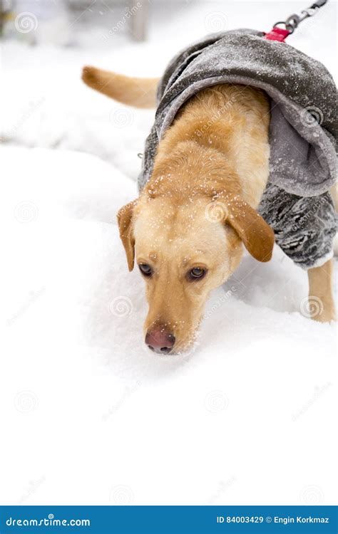 Cute dog in snow stock image. Image of frost, climate - 84003429