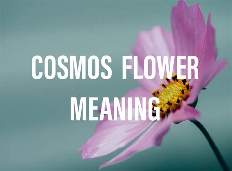 Cosmos Flower Meaning: Everything You Need to Know - Gardening Brain