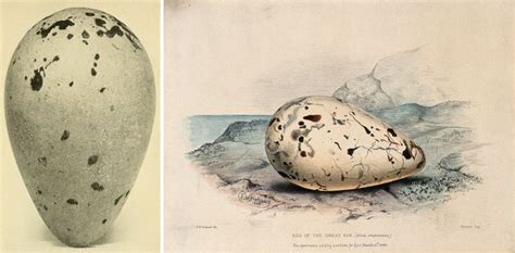 egg of the extinct great auk | Great auk, Extinct animals, Extinction