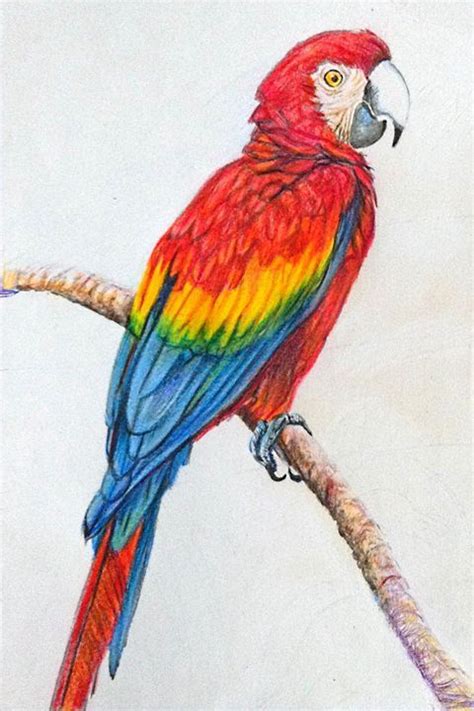 in polychromo pencil | Parrots art, Bird drawings, Parrot drawing