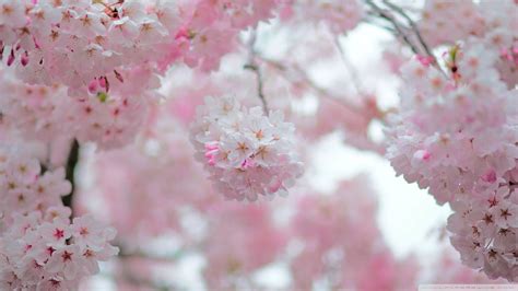 Top 999+ Cherry Blossom Wallpaper Full HD, 4K Free to Use