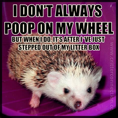 Hedgehog Quotes - ShortQuotes.cc